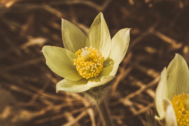 Pulsatilla Alpina Flower 