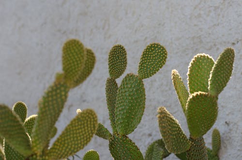 Kaktuspflanzen