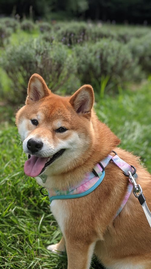 Close-Up Shot of a Shiba Inu