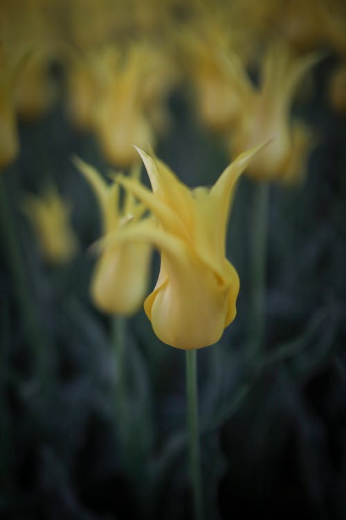 Kostnadsfri bild av blomning, delikat, flora