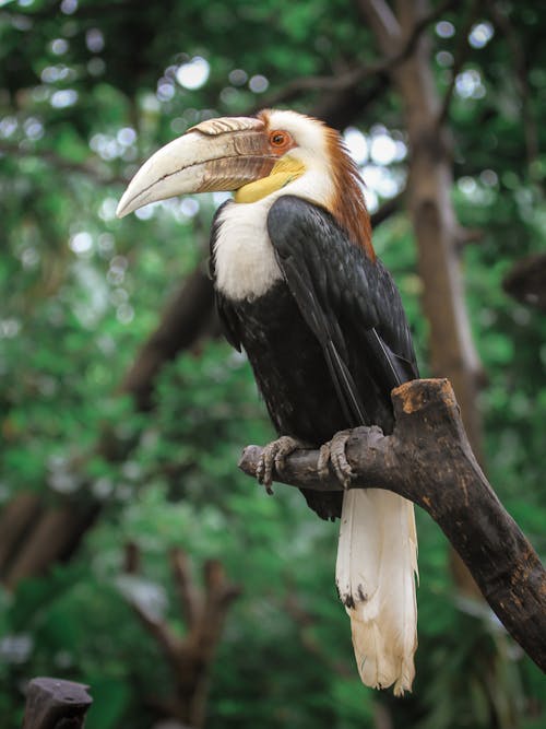 Close-Up Shot of a Hornbill