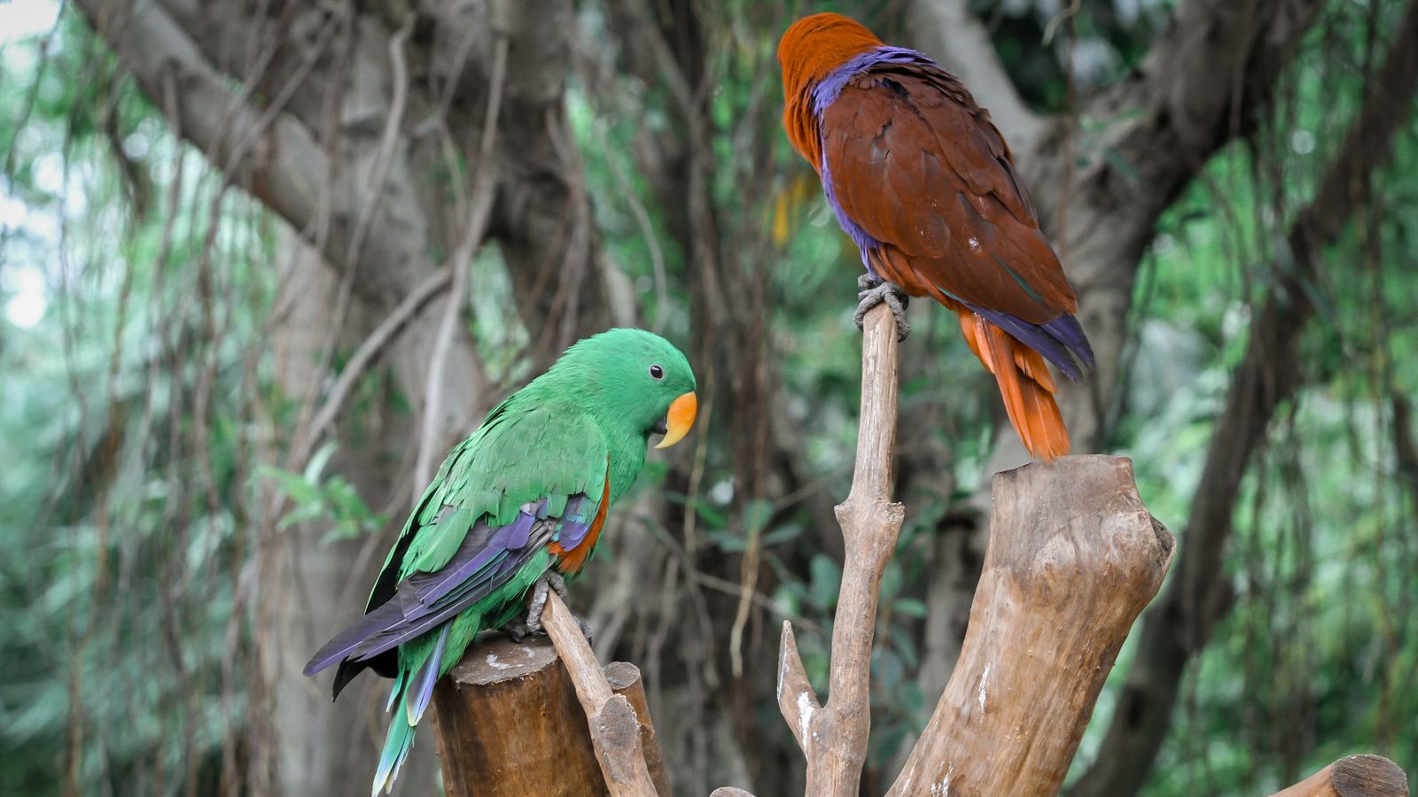 Two parrots perched facing each other