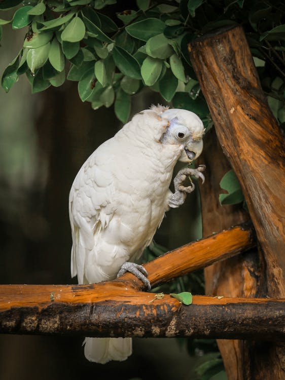 Close-Up Shot of a Cockatoo 