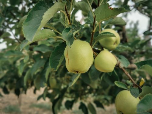 Free Close-up of ripe green apples hanging on a tree branch with lush green leaves. Stock Photo