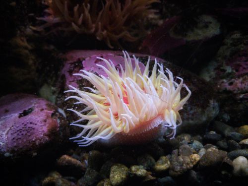 Free Close-up of a vibrant sea anemone in underwater habitat with pebbles and colorful marine life. Stock Photo