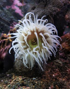 Detailed photo of a white sea anemone in its natural underwater habitat.