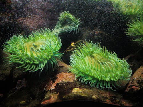 Foto profissional grátis de anêmona-do-mar, botânica, embaixo da água