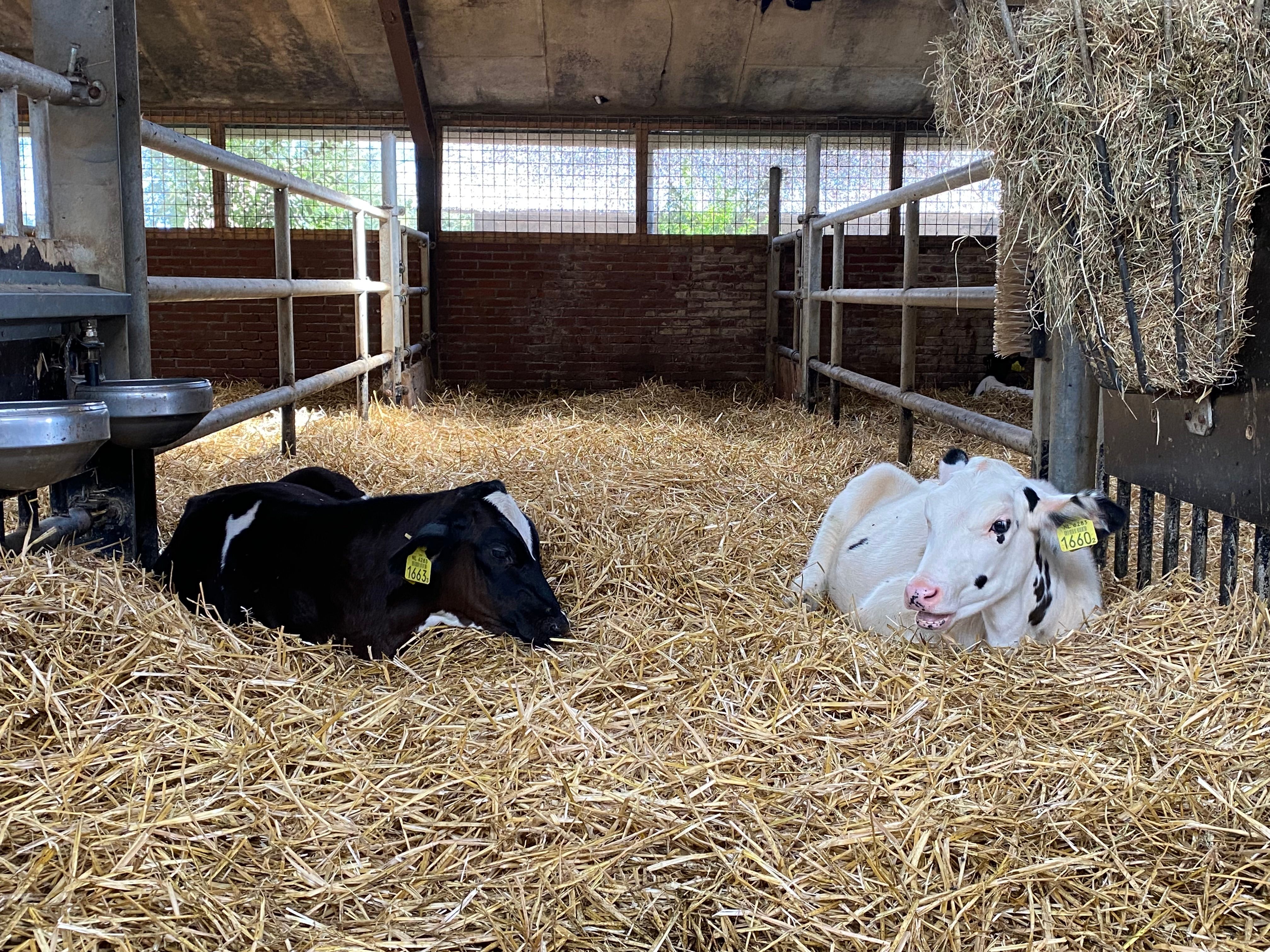 Two Holstein Friesian cows resting on straw bedding inside a barn in Middelburg, Netherlands.
