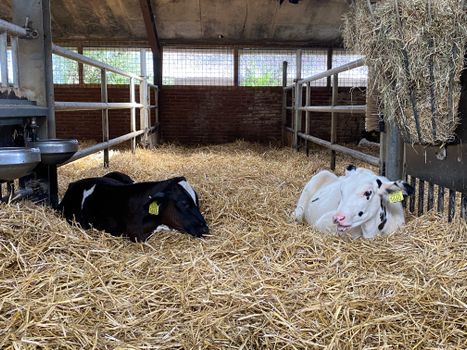 White and Black Goats on Brown Hay