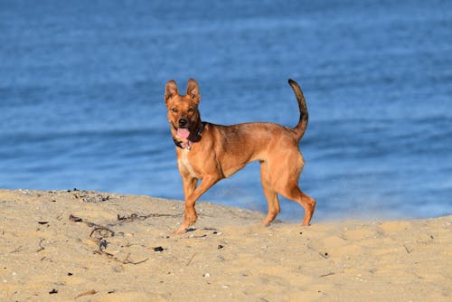 A Brown Dog at the Beach