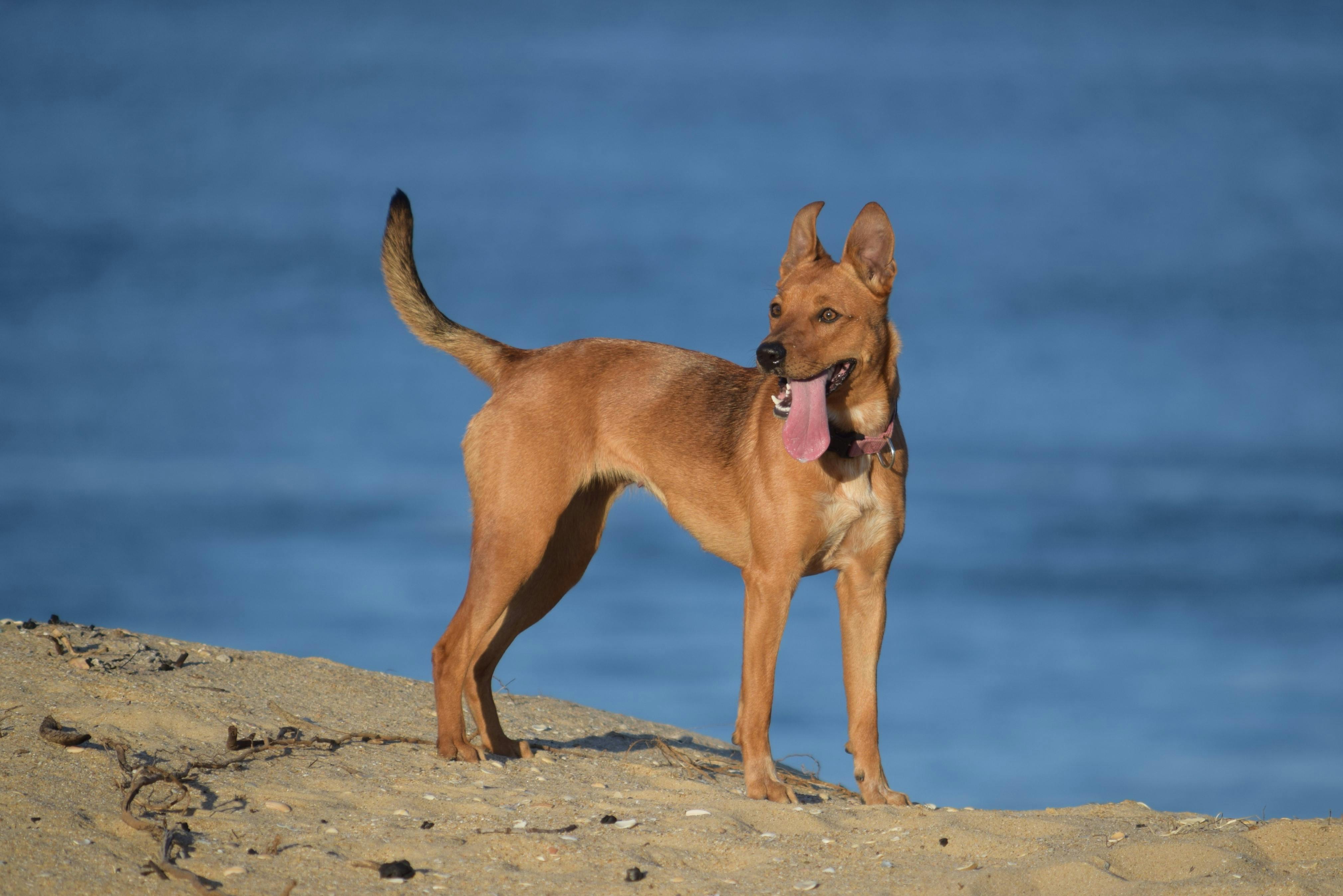 brown dog on the beach