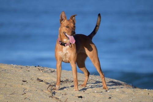 
A Brown Dog at the Beach
