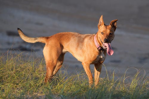 Free stock photo of australia dog, australian cattle dog, dog