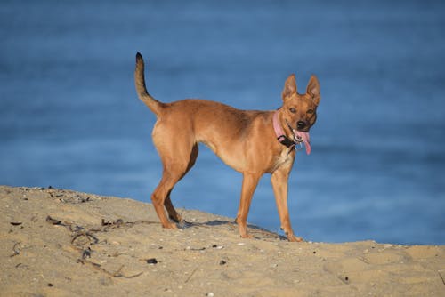 Free stock photo of australia dog, australian cattle dog, dog