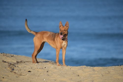 Photo of a Brown Dog