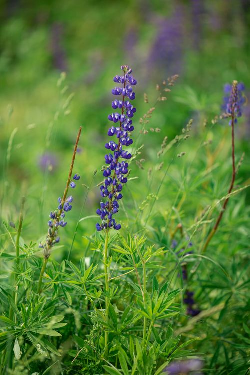 Free Close-up of a purple lupine flower blooming amidst lush grass in a green meadow. Stock Photo