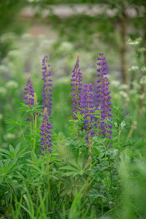 Close Up Shot of a Purple Flowers