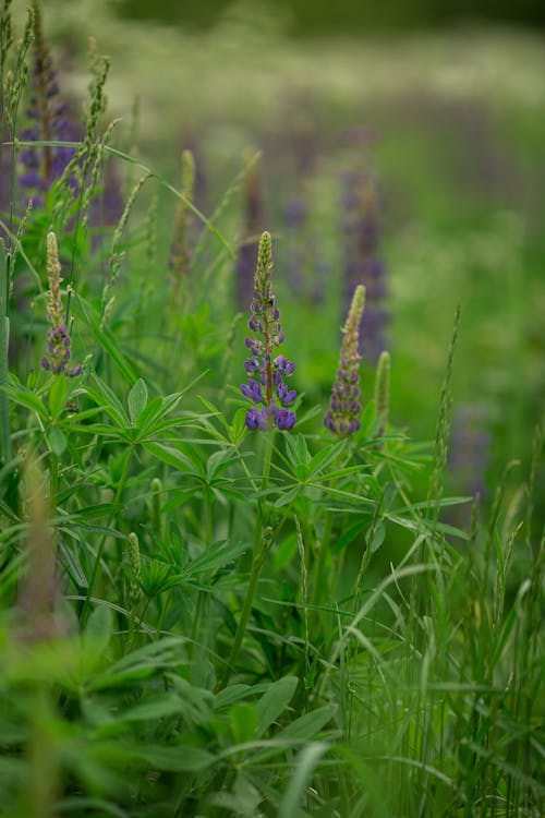 Close Up Shot of a Grass with Lupines Flowers