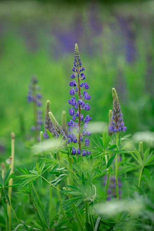 Purple Flower in Close Up Photography