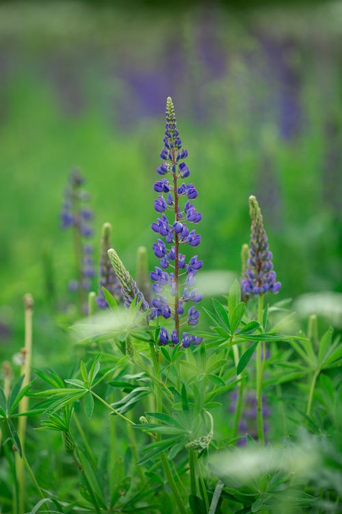 Free A close-up view of purple lupines blossoming in a lush green field. Perfect for nature and spring themes. Stock Photo