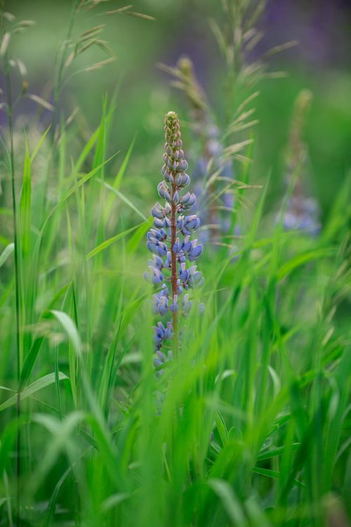 Free Close-up of a purple lupine flower surrounded by green grass in a meadow. Stock Photo