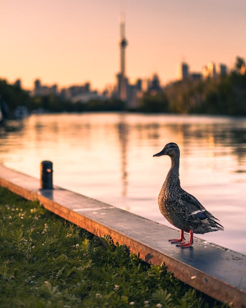 Duck Beside Body of Water