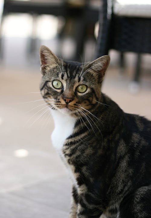 Close-Up Shot of a Tabby Cat 