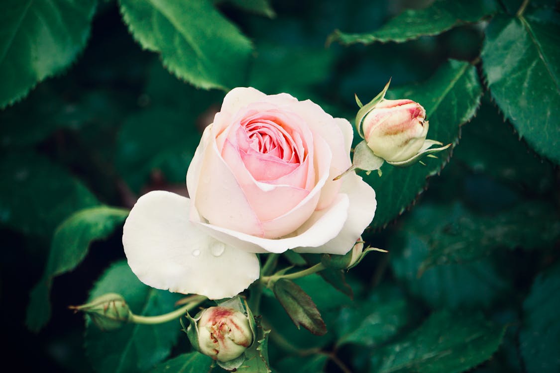 Rose in Bloom.