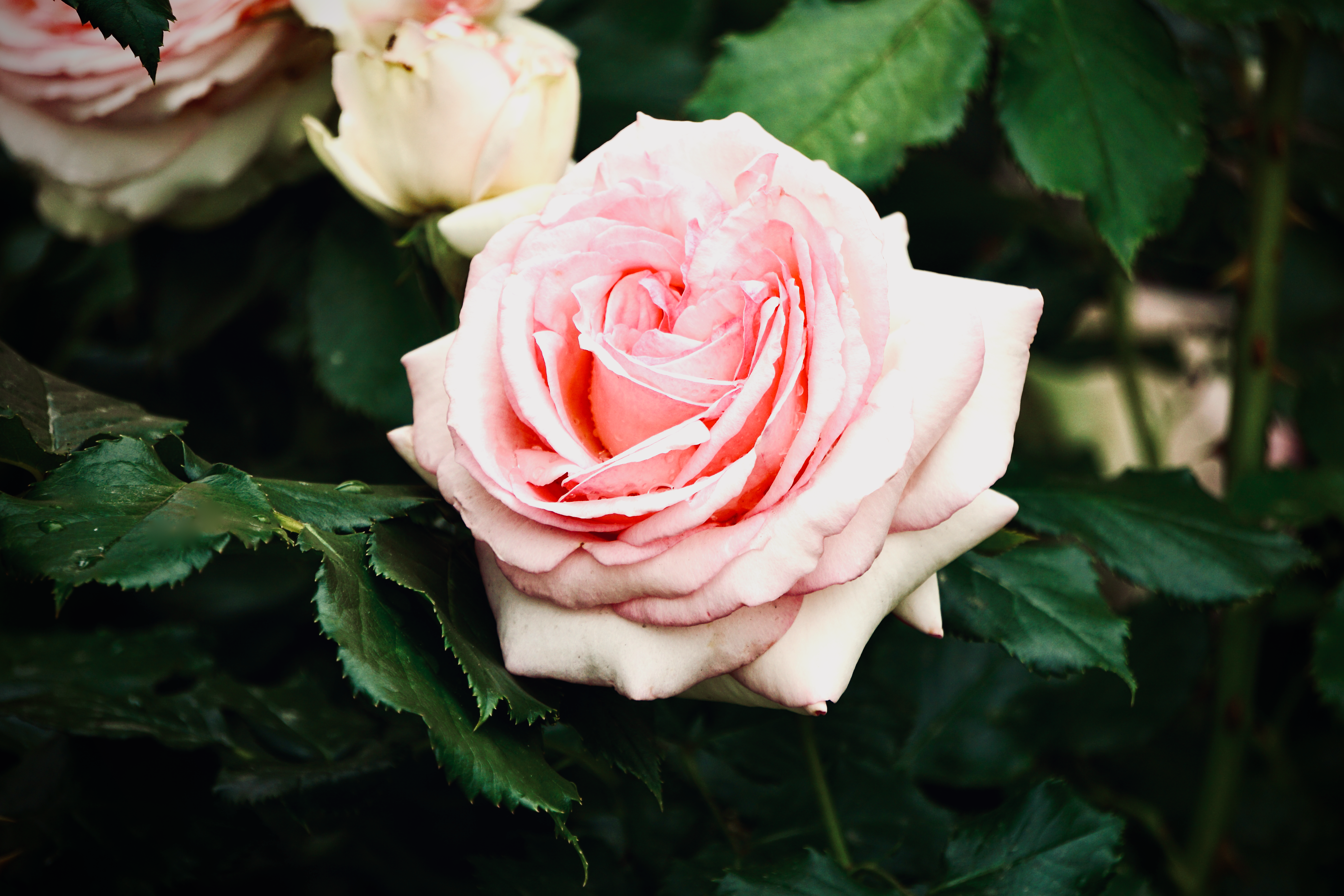 Pink Rose in Bloom · Free Stock Photo