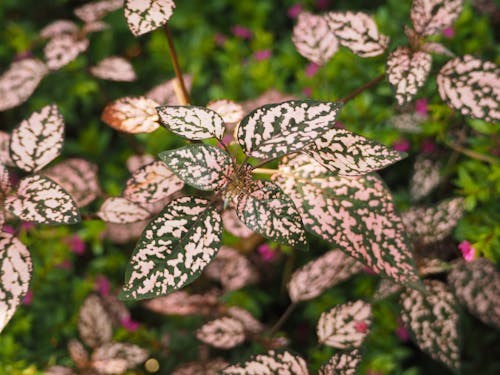 Close-Up Photo of Leaves