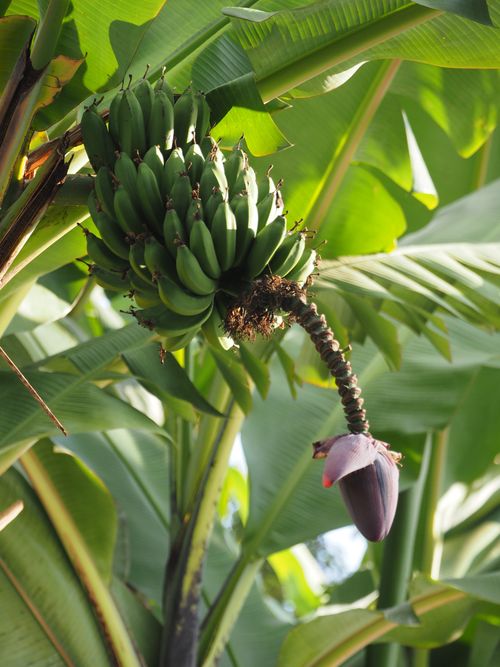 Free Vibrant plump bananas hanging from lush green leaves in Sipi, Uganda. Stock Photo
