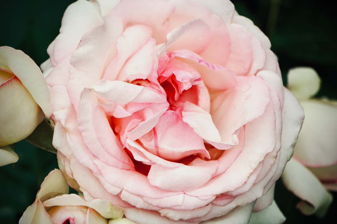 Gen Roses Close-Up Shot of a Garden Rose · Free Stock Photo