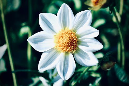 Close-Up Shot of a Dahlia in Bloom