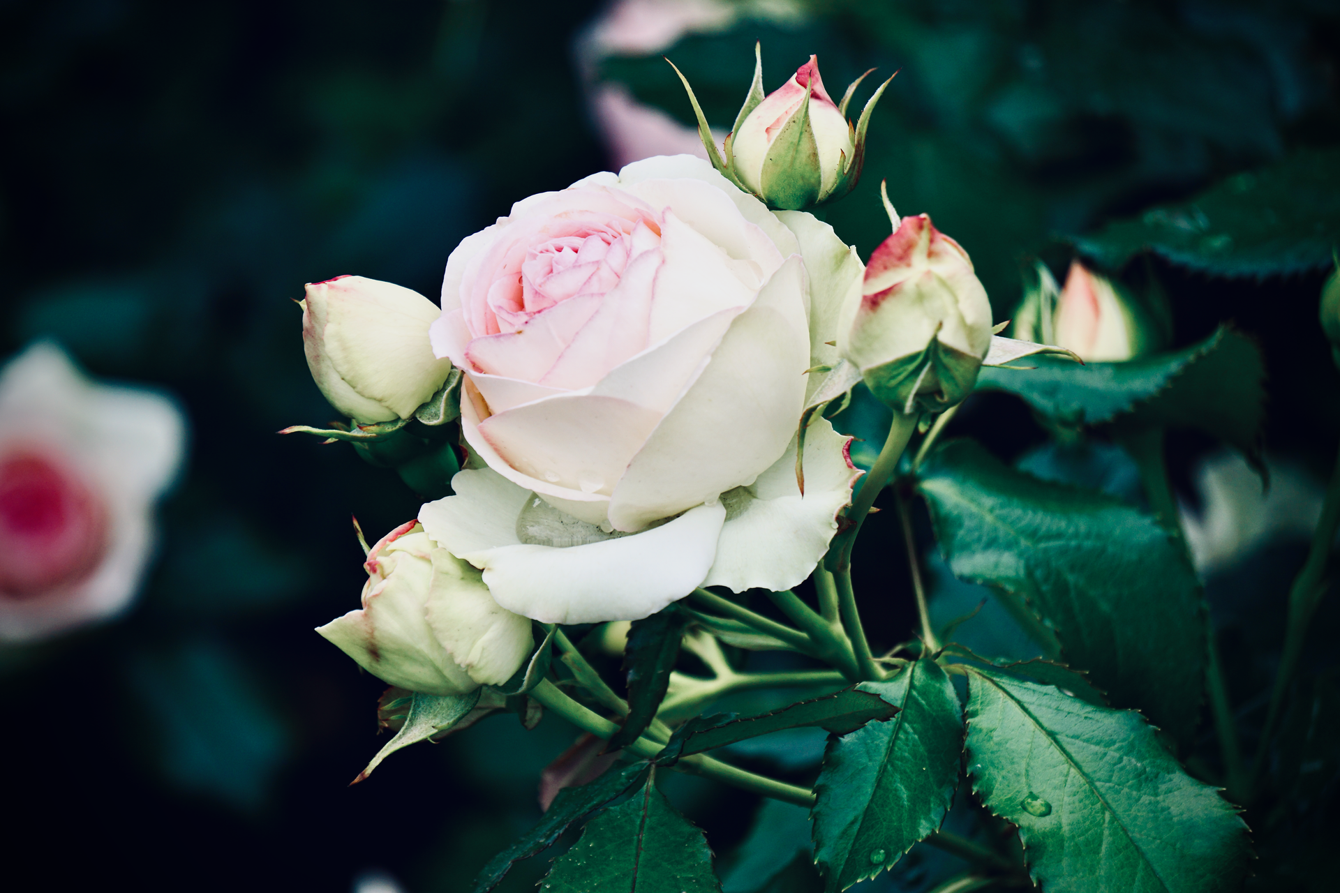 Close-up of a white rose with buds, showcasing delicate petals and soft hues in garden setting.