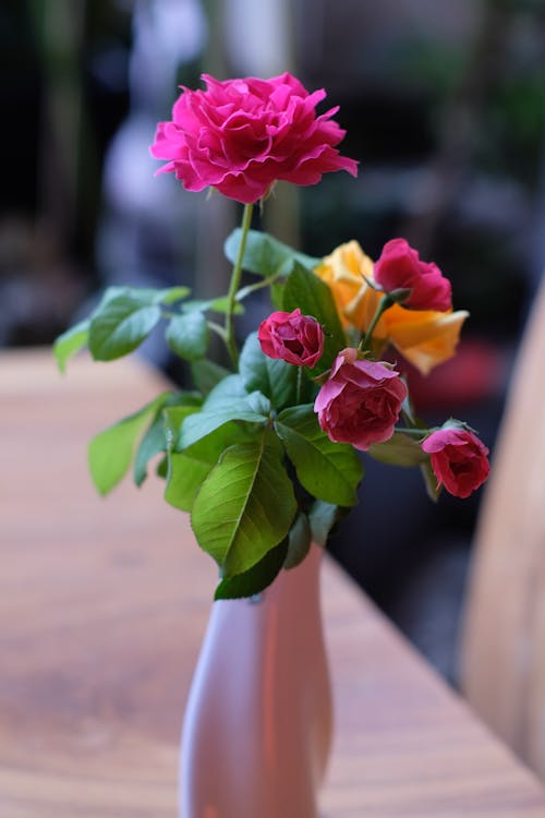 Foto profissional grátis de broto, fechar-se, flora