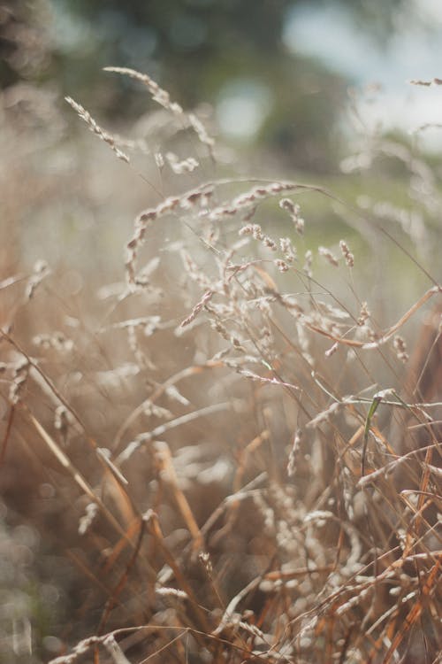 Gratis stockfoto met droog, fabrieken, hash