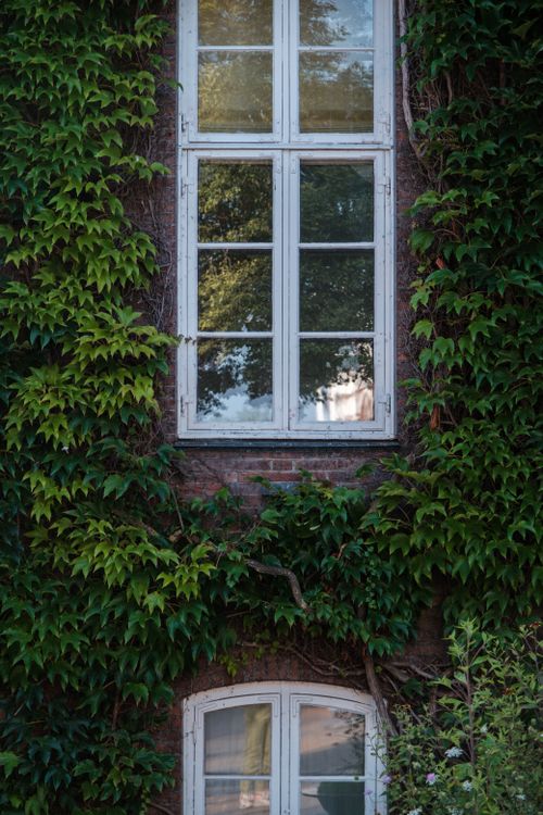 Free A picturesque ivy-covered brick wall featuring two classic white windows, offering a touch of nature's embrace. Stock Photo