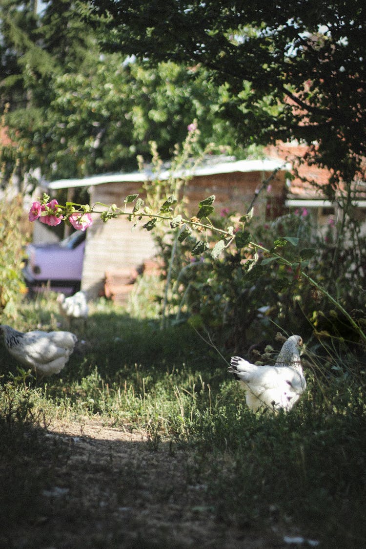 Chickens In A Farm