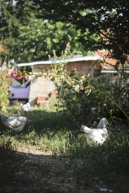 Free A peaceful farm scene with free-range chickens under the sun in Ankara, Türkiye. Stock Photo