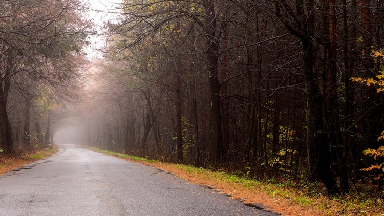 Road In A Forest In Autumn 