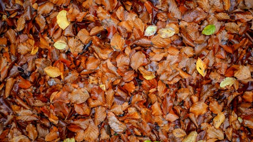 Brown Beech Leaves on a Ground