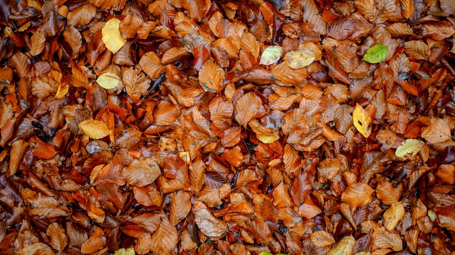 Fallen autumn leaves covering paved ground