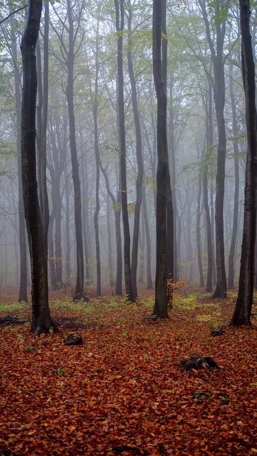 Fotobanka s bezplatnými fotkami na tému fotografia prírody, hmla, lesy