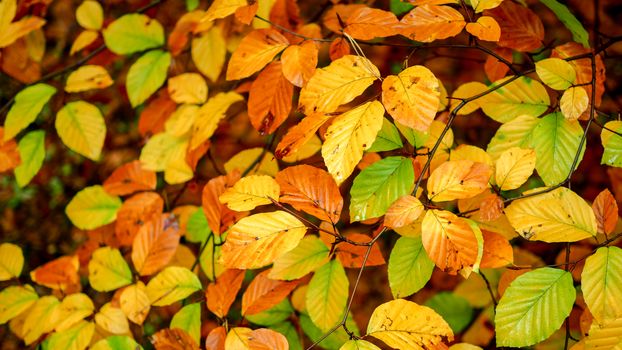 A close-up view of colorful autumn leaves showcasing vivid fall colors and natural patterns.