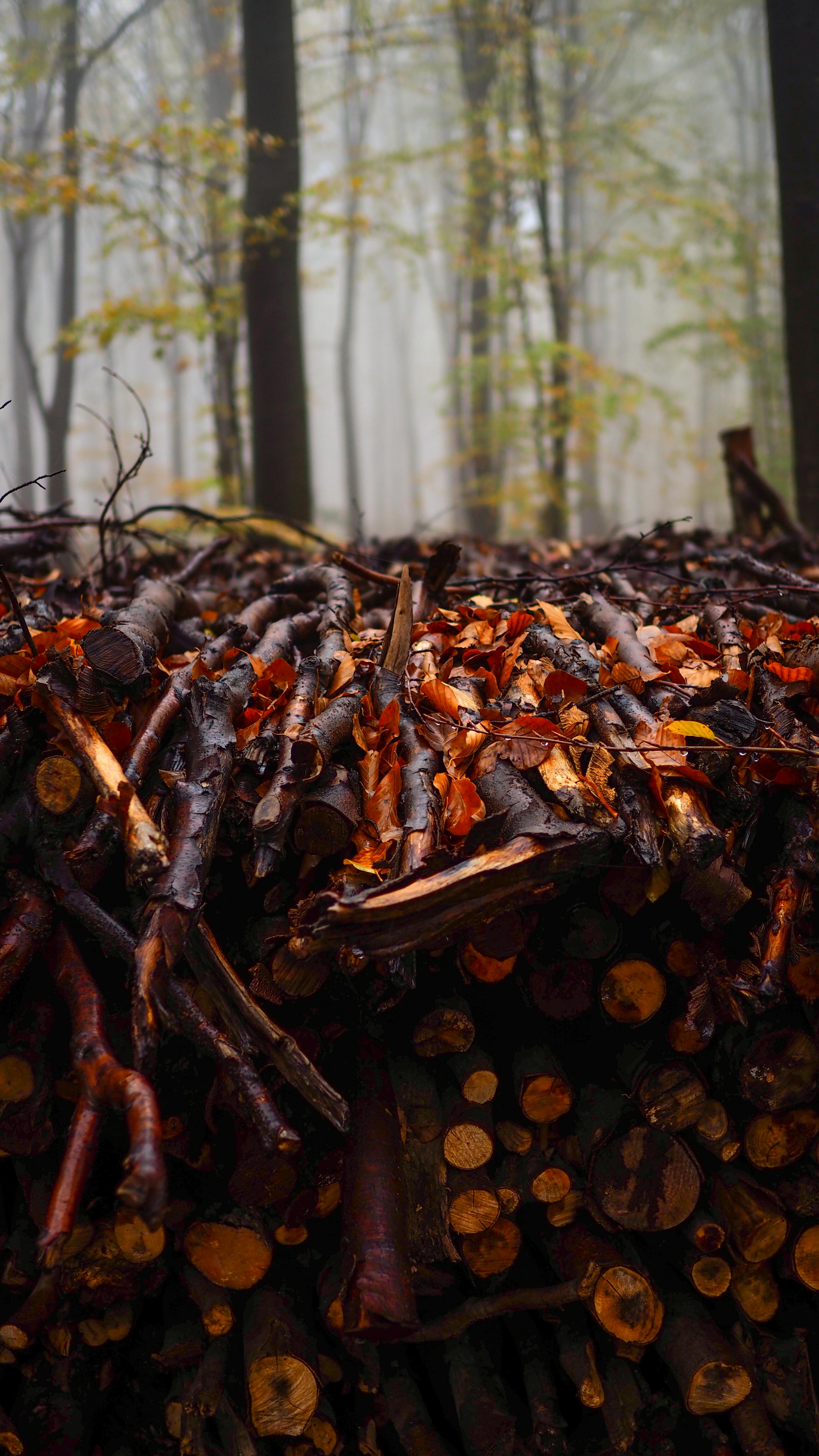 How do I keep rats and mice out of my wood pile?