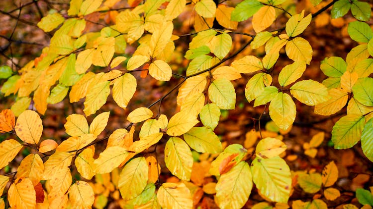 Close Up Of Autumn Leaves