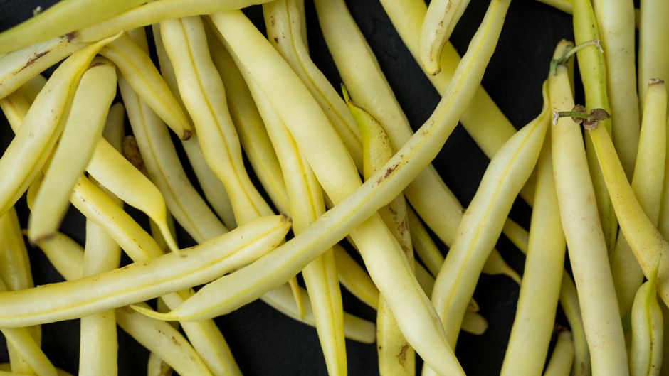 Close-up of yellow <span class="notranslate"><em>Tremoços</em></span> beans in a bowl, ready to be enjoyed.