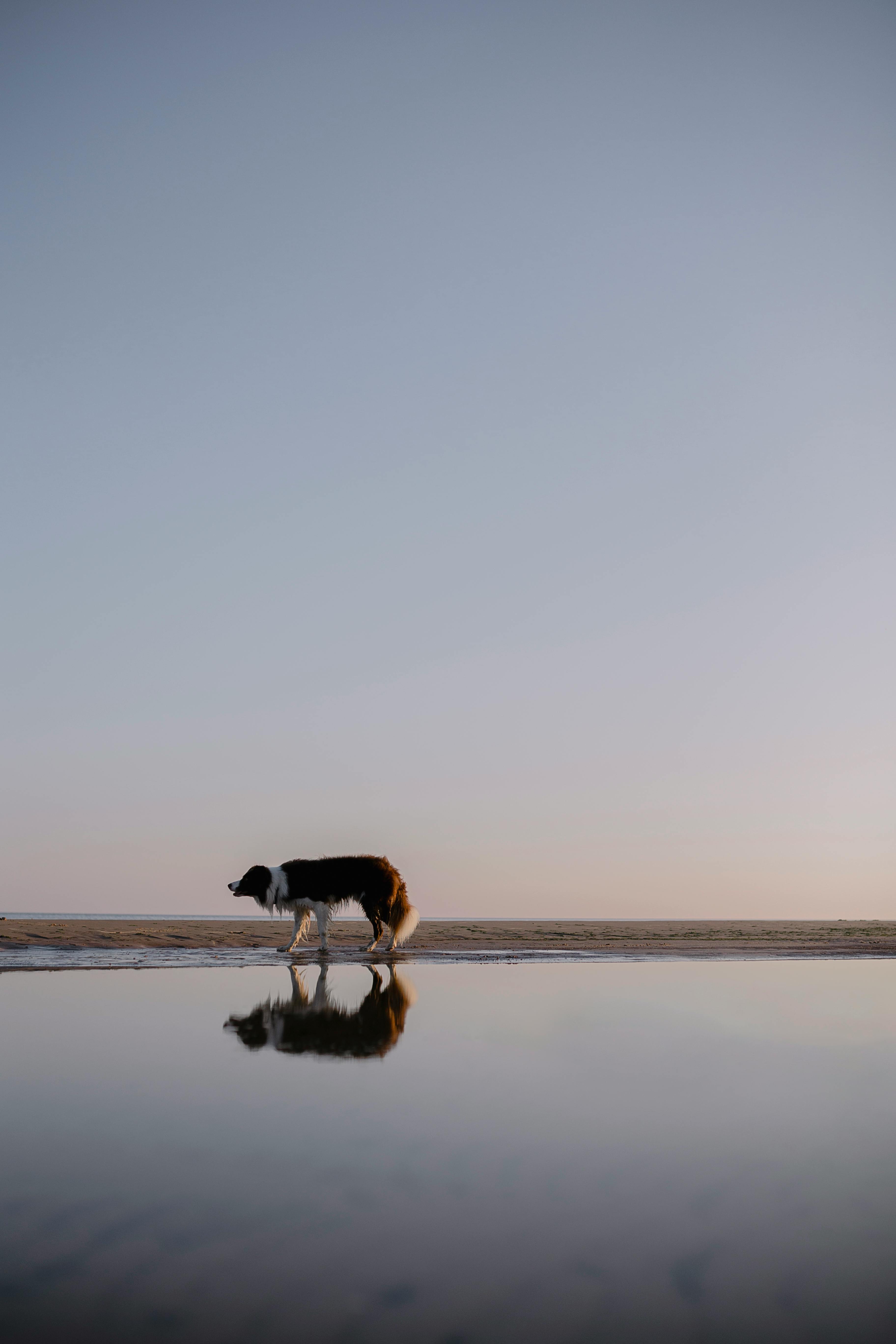 Man Walking on a Beach with his Dog · Free Stock Photo