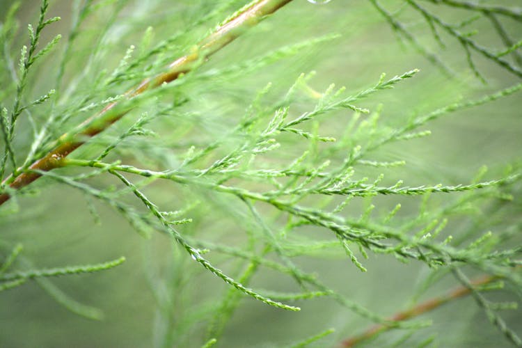 A Plant With Green Leaves