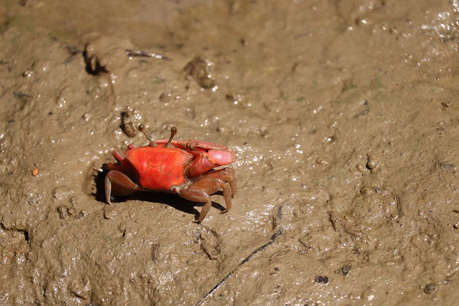 Detailed close-up of a vibrant red fiddler crab on muddy surface captured in Khulna, Bangladesh.